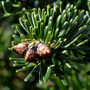 Nordmann kerstboom